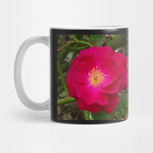 Golden Stamen Rose Mug